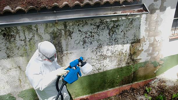 Top rated local Mold Remediation specialists in Weston, FL